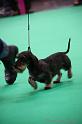 Crufts2011_2 1239